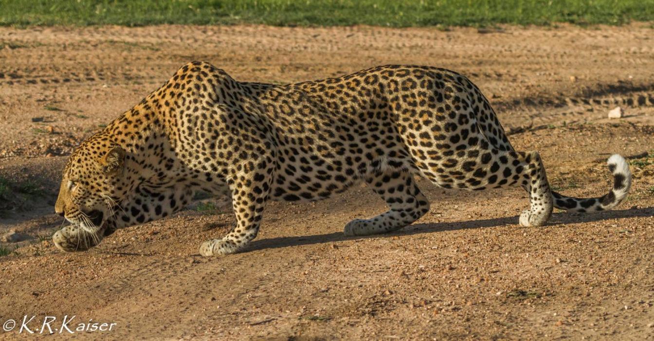 Monwana Villa Thornybush Doğa Koruma Alanı Dış mekan fotoğraf